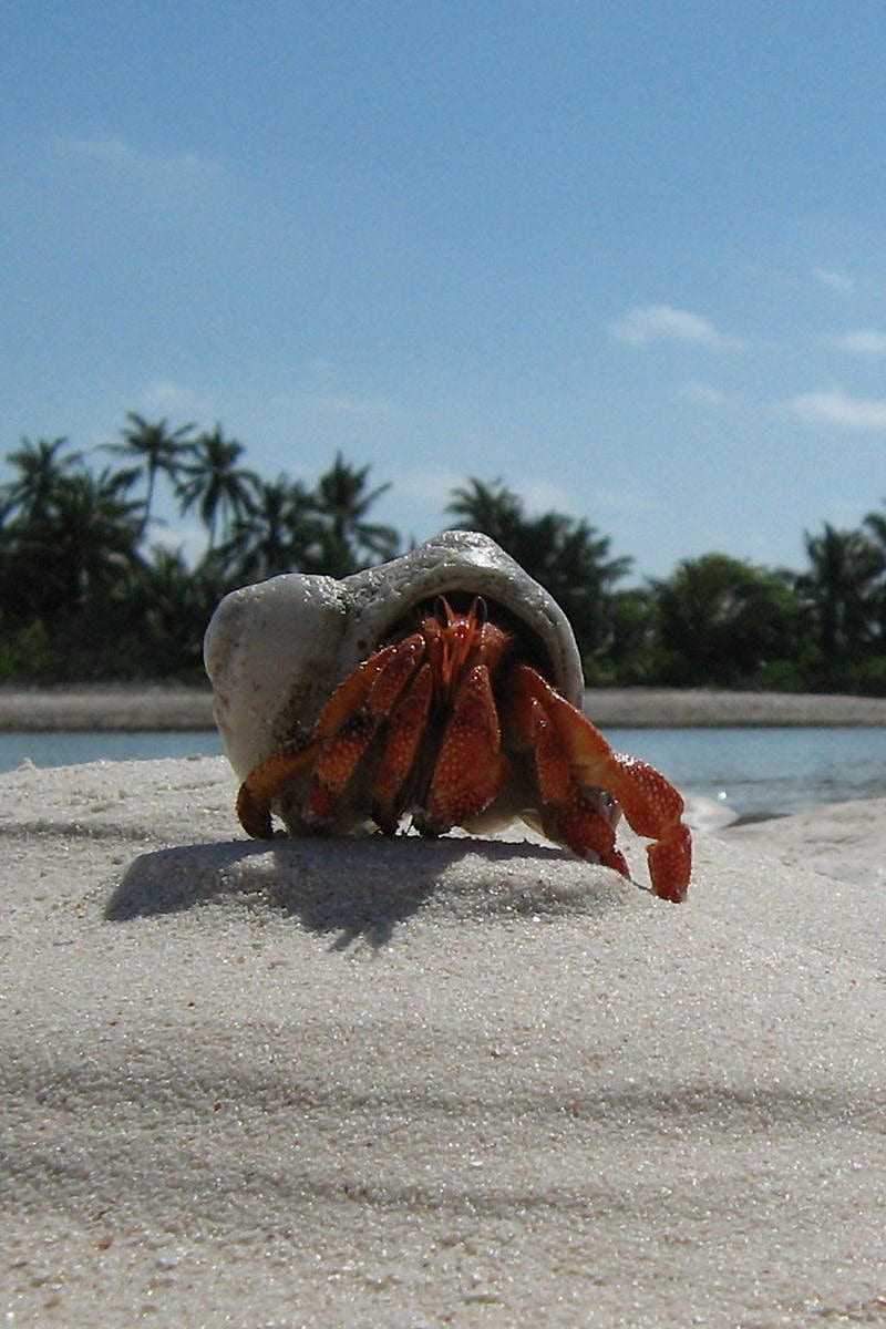 Crab, Sand, Beach, Claws Iphone 4s 4 For Parallax Background, HD phone wallpaper