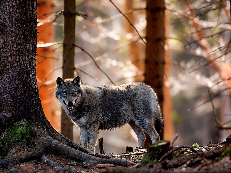 wolf (canis lupus lupus), forest, bonito, wolf, dog, animal, HD wallpaper