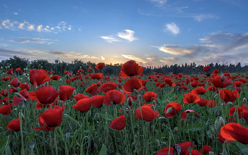 Poppies at Sunset, flowers, sunset, poppies, field, HD wallpaper | Peakpx