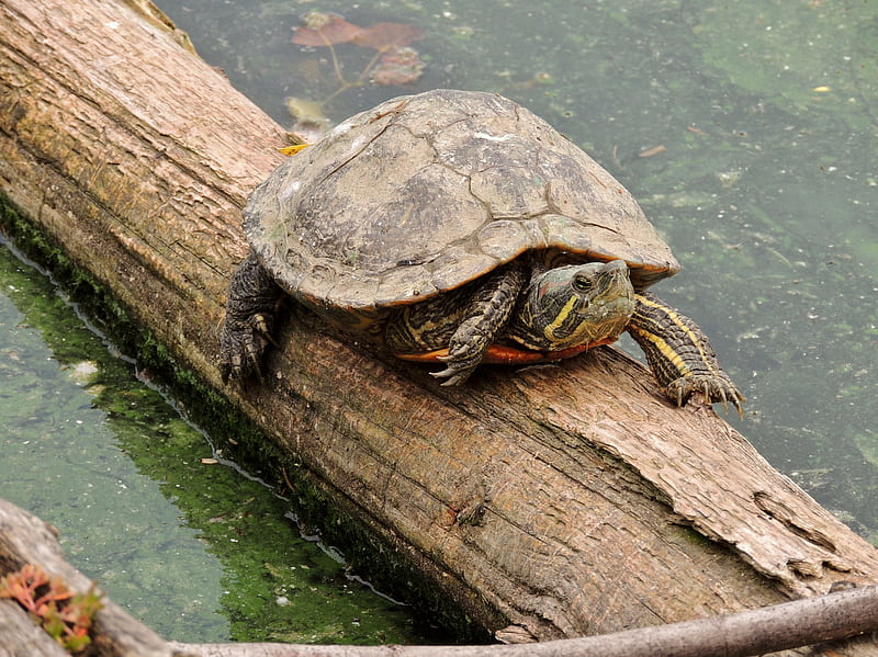 Turtle On A Log, Summer, Animal, graphy, Reptile, Log, Painted Tyrtle, Turtle, HD wallpaper