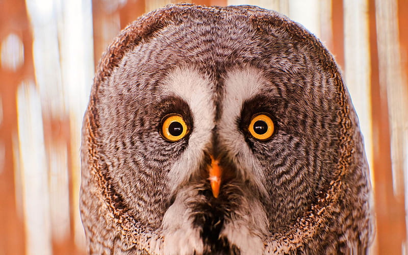 owl portrait-Amazing bird graphy, HD wallpaper