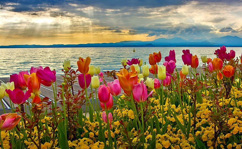 Spring sunset at lake Garda, pretty, colorful, grass, bonito, sunset, clouds, Garda, nice, flowers, tulips, reflection, italy, lovely, fresh, spring, sky, lake, freshness, waters, rays, nature, HD wallpaper