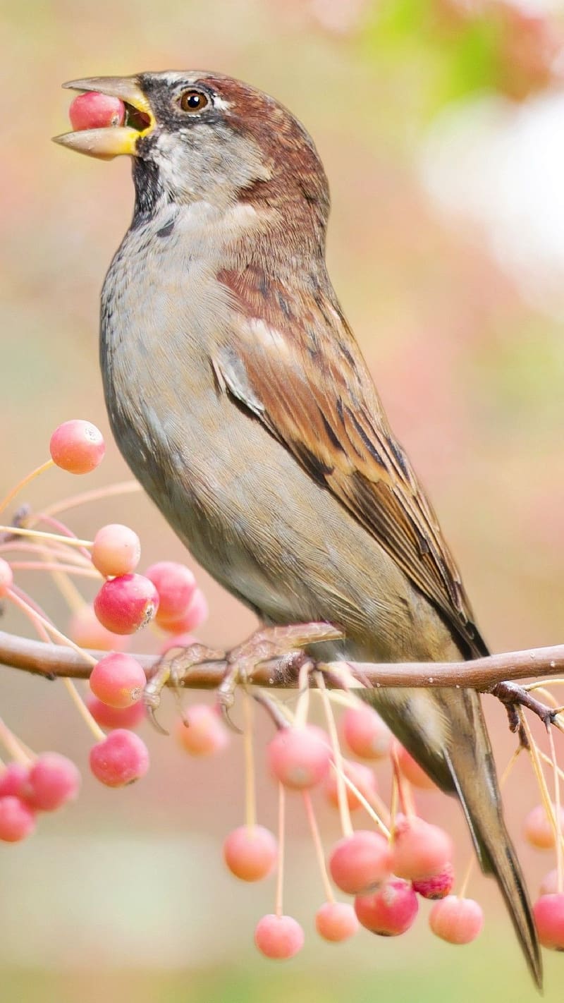 Sparrow Eating Fruit, sparrow, eating fruit, bird, nature, beatiful, HD phone wallpaper