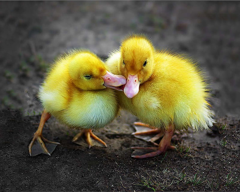 Two Baby Ducks, ducks, birds, two, baby, HD wallpaper