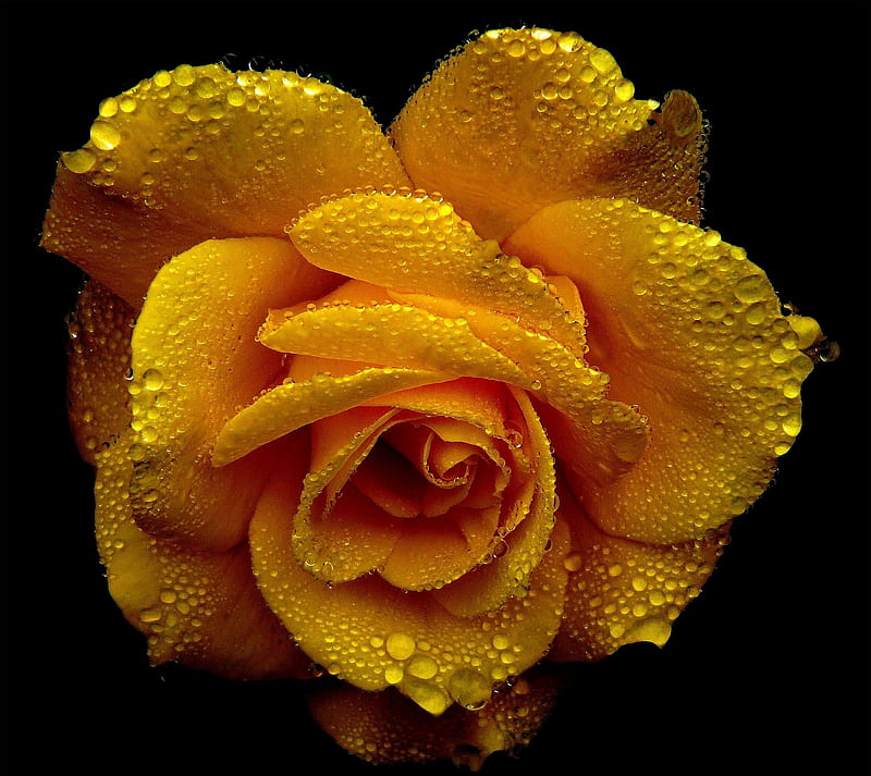 marigold rose, cute, dew, flower, gold romantic, water drop, yellow, HD wallpaper