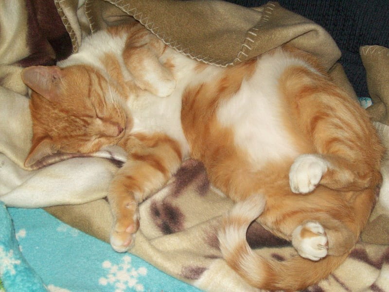 Corey, orange tabby, precious, sleeping, cats, sweet, HD wallpaper