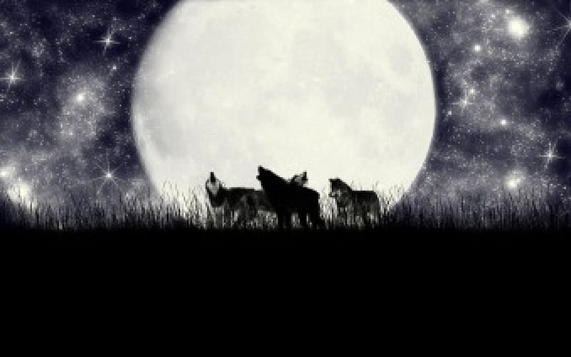 Moon lovers, predator, moon, wild, wolf, sky, animal, night, star, HD wallpaper