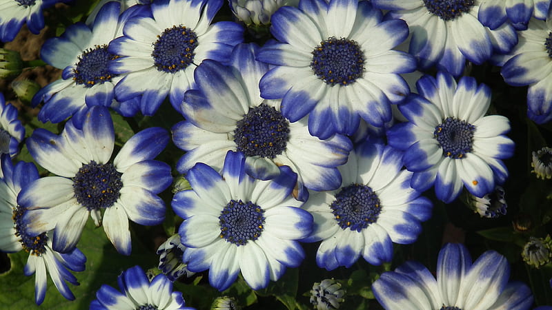 Closeup View Of Blue White Cineraria Flowers Flowers, HD wallpaper