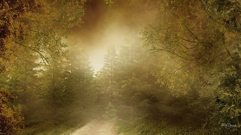 Misty Autumn Morning, forest, fall, haunting, autumn, foggy, eerie, trees, fog, mist, green, path, misty, morning, lane, road, light, HD wallpaper