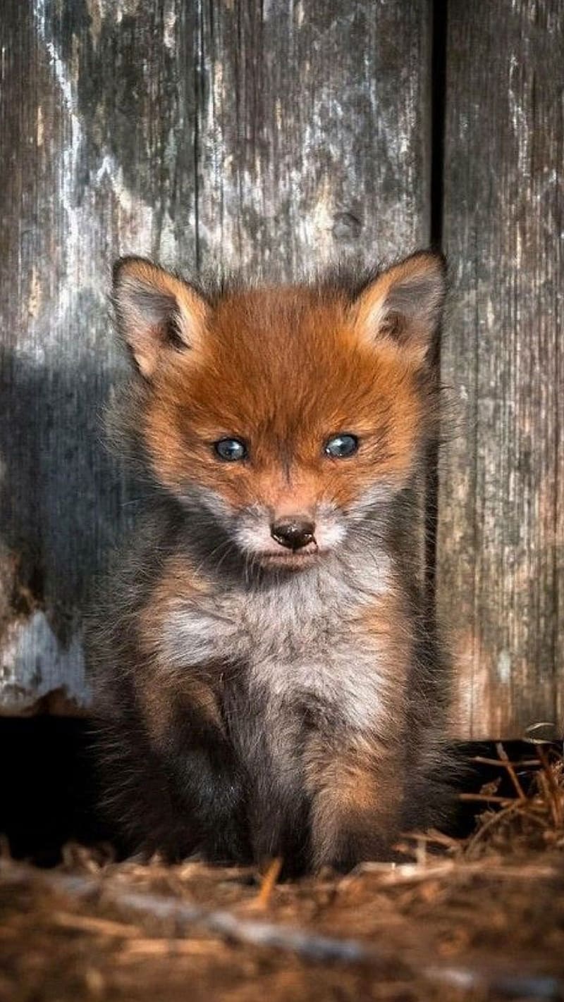 Cute Baby Animals, Baby Fox Sitting, animal, fox, pups, clever fox, HD phone wallpaper