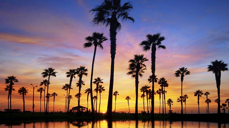 Palm Trees During Evening Time Palm Tree, HD wallpaper