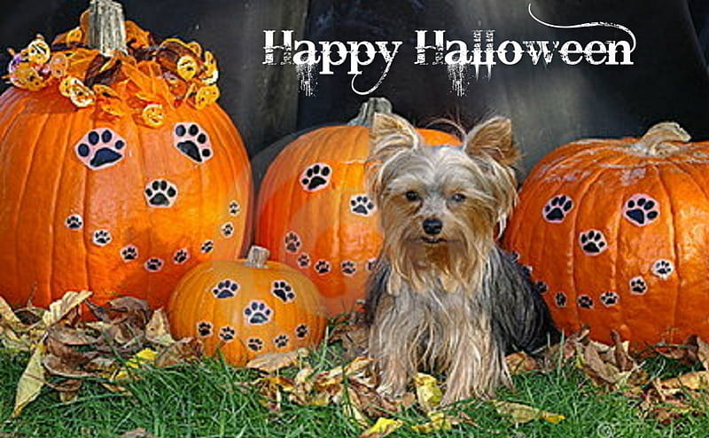 Halloween Dog, halloween, animals, dogs, pumpkins, HD wallpaper