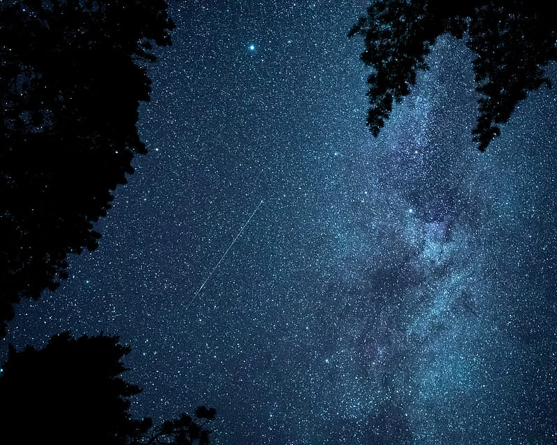 starfall, stars, night, branches, HD wallpaper