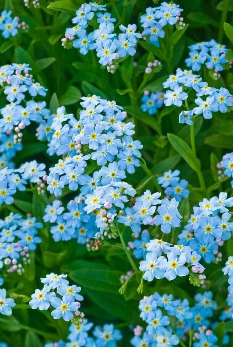 Forget Me Not, blue, flowers, garden, pretty, HD phone wallpaper