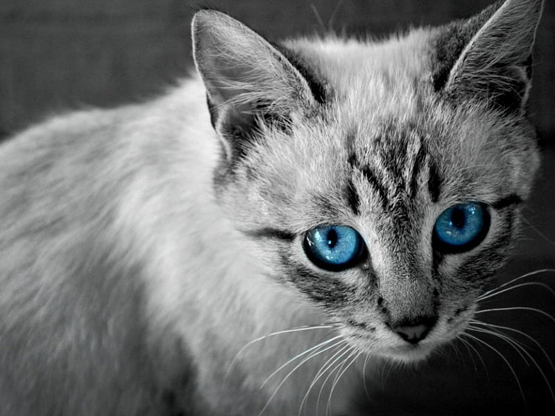 BLUE EYES, BLUE, CAT, EYES, HD wallpaper | Peakpx