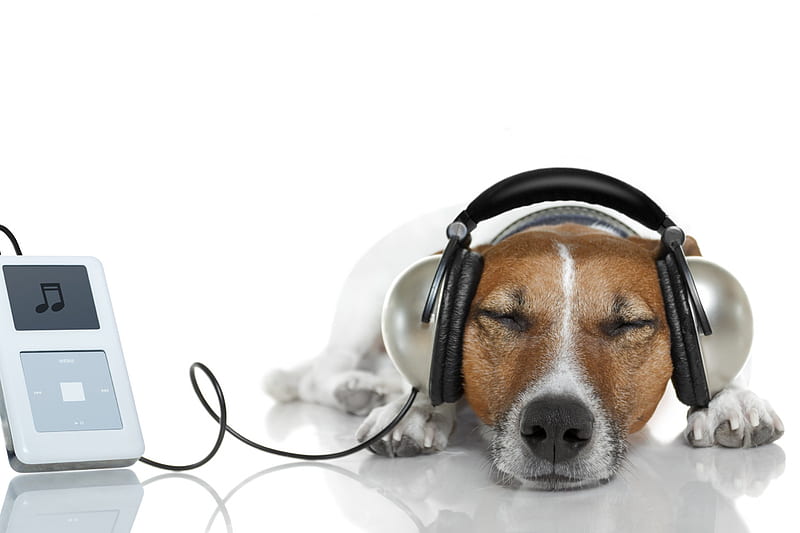 Listening to music, headphones, animal, jack russell terrier, phone, funny, white, puppy, dog, HD wallpaper