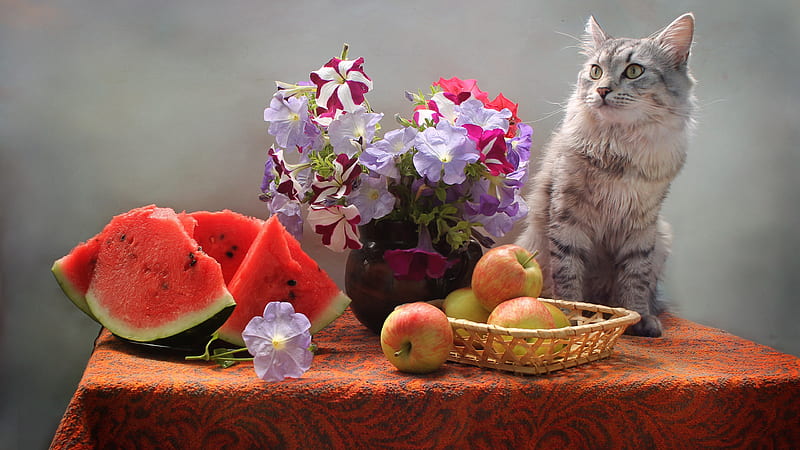 White Ash Cat Is Sitting On Table Near Fruits And Flowers Pot Cat, HD wallpaper