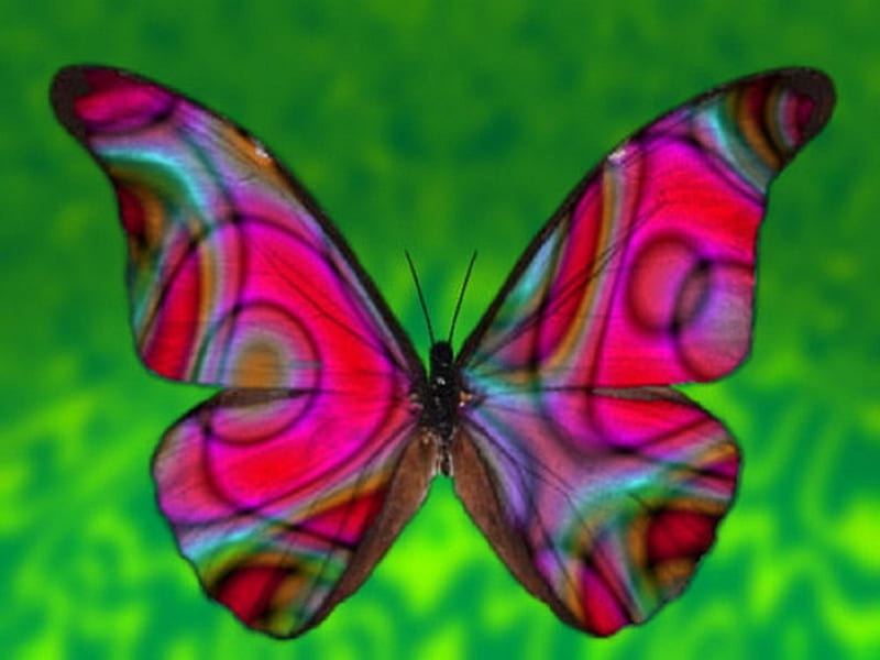 Pretty 'N Pink Flutter Wings, stained-glass look, wings, butterflies, pink, Animals, HD wallpaper