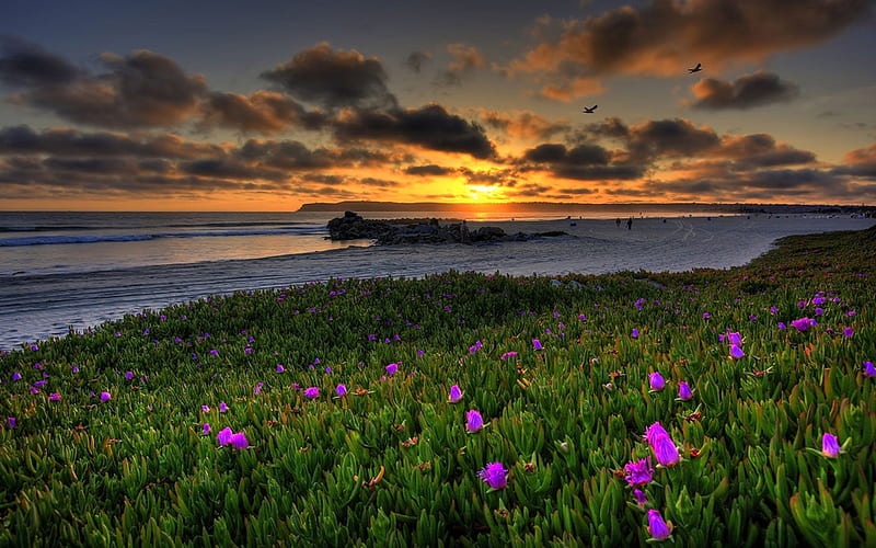 Lovely Sunset, shore, grass, sunset, clouds, beach, sundown, splendor ...