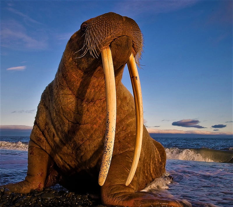 walrus, HD wallpaper