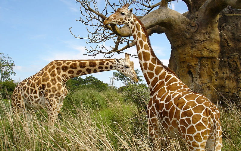 wildlife, savannah, baobab, two giraffe, HD wallpaper