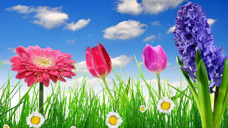 Colorful spring, Tulips, Daisy, Meadow, Grass, Bright, HD wallpaper