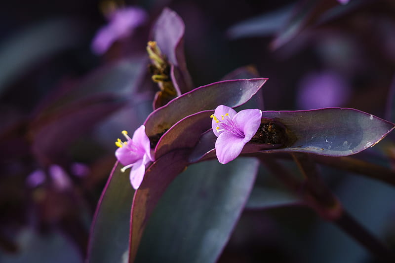 flower, purple, close up, plant, macro, HD wallpaper
