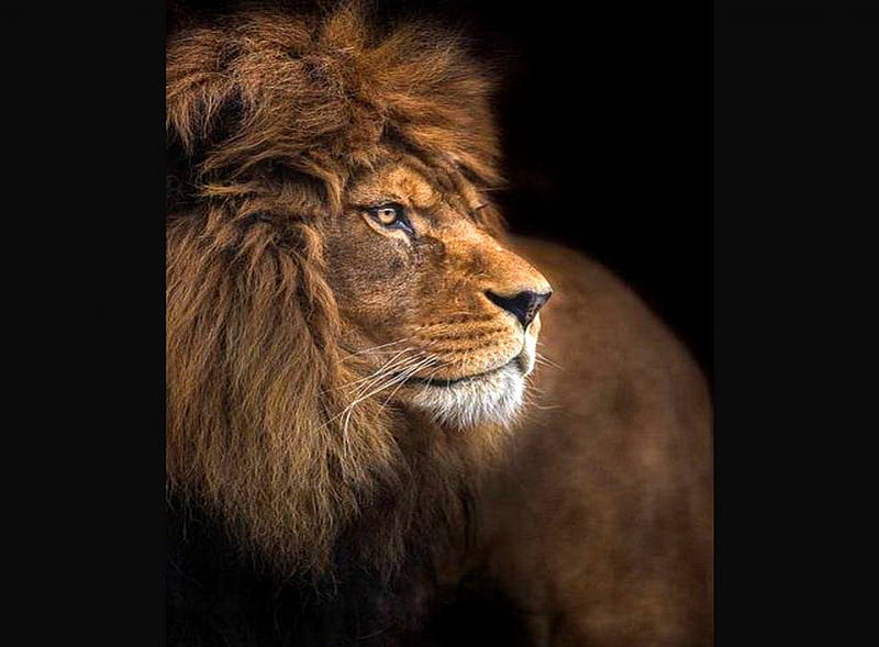 Rey de la sabana, negro, áfrica, león, rey, Fondo de pantalla HD | Peakpx