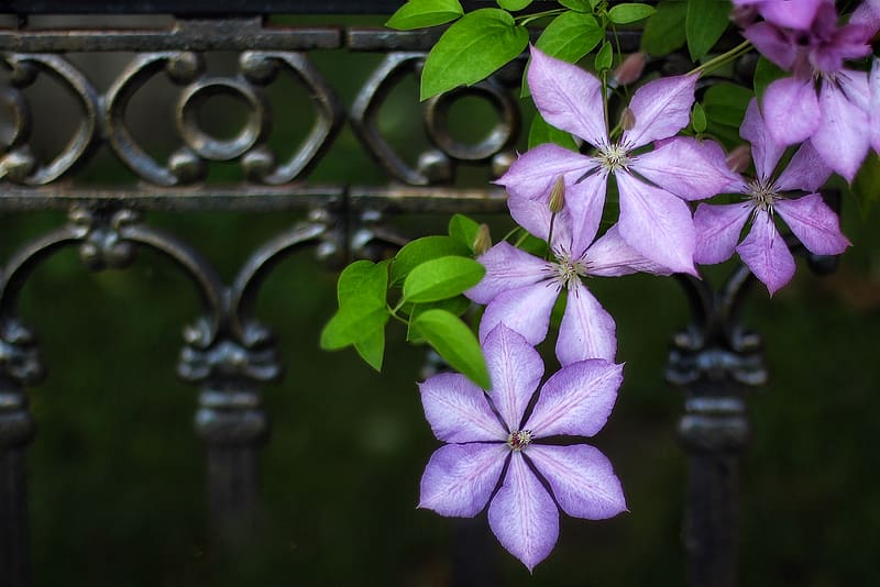 Still Life, Flower, Close Up, Clematis, Purple Flower, HD wallpaper