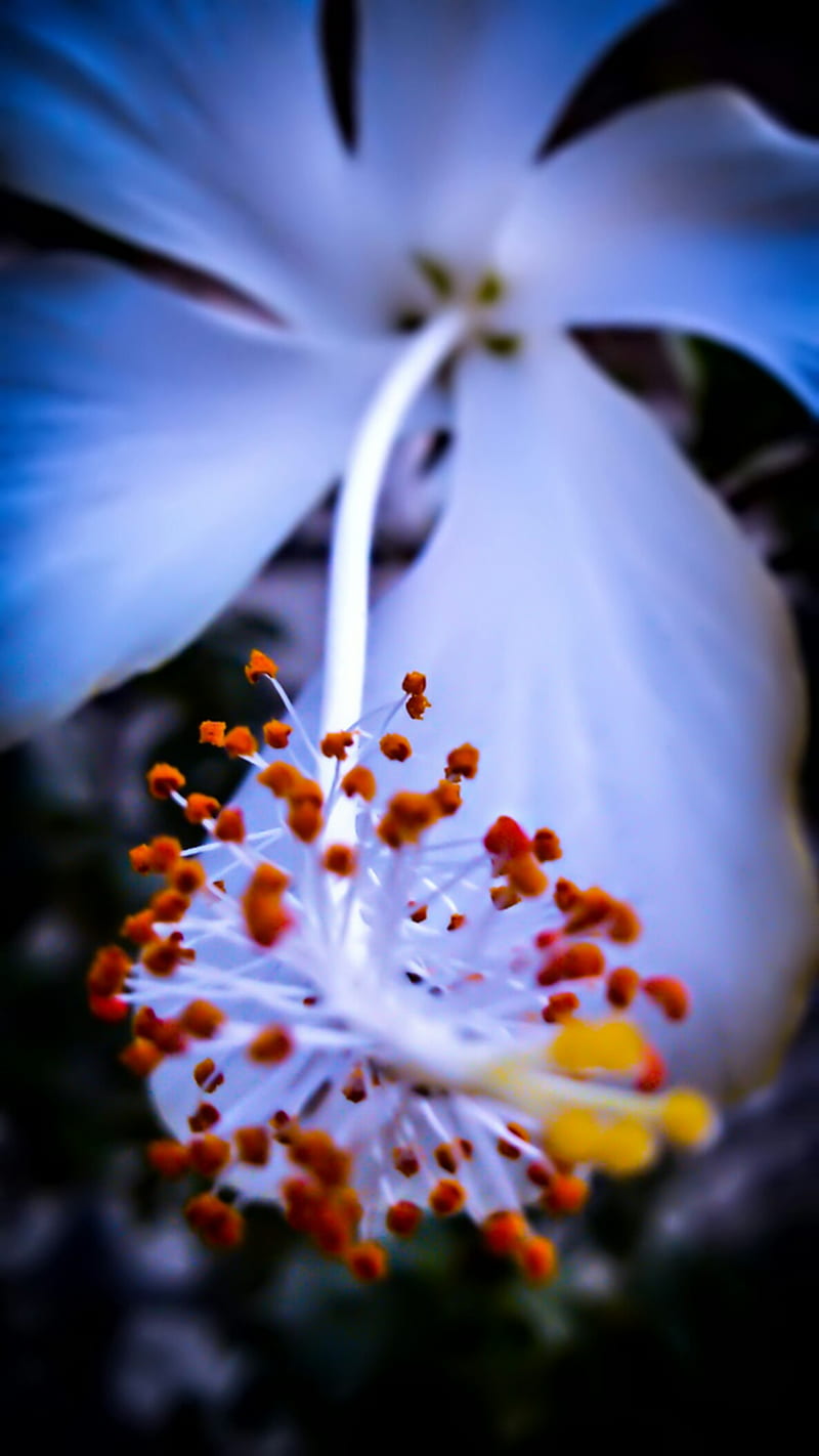 White Hibiscus Flower in Macro Shot graphy, HD phone wallpaper