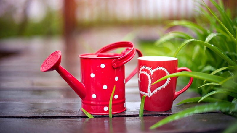 Garden, cute, red, graphy, cup, HD wallpaper