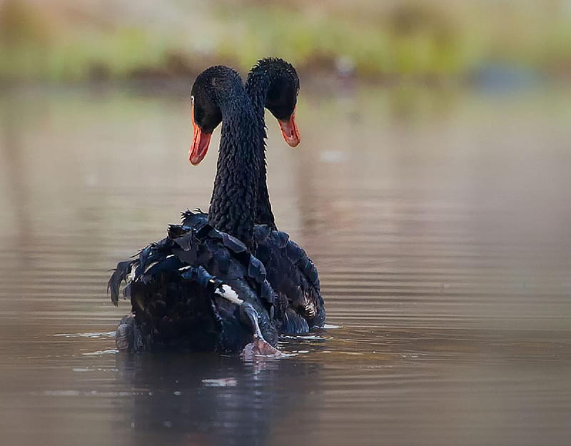 Black swans., water, swan, bird, wading, HD wallpaper