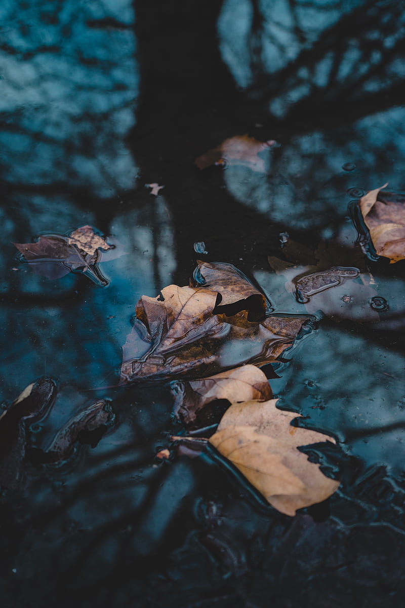 leaves, autumn, fallen, water, macro, HD phone wallpaper
