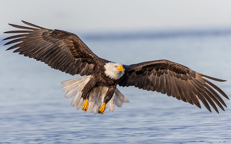 bald eagle, USA, wildlife, predator, mountain river, birds of prey, symbol of the USA, HD wallpaper