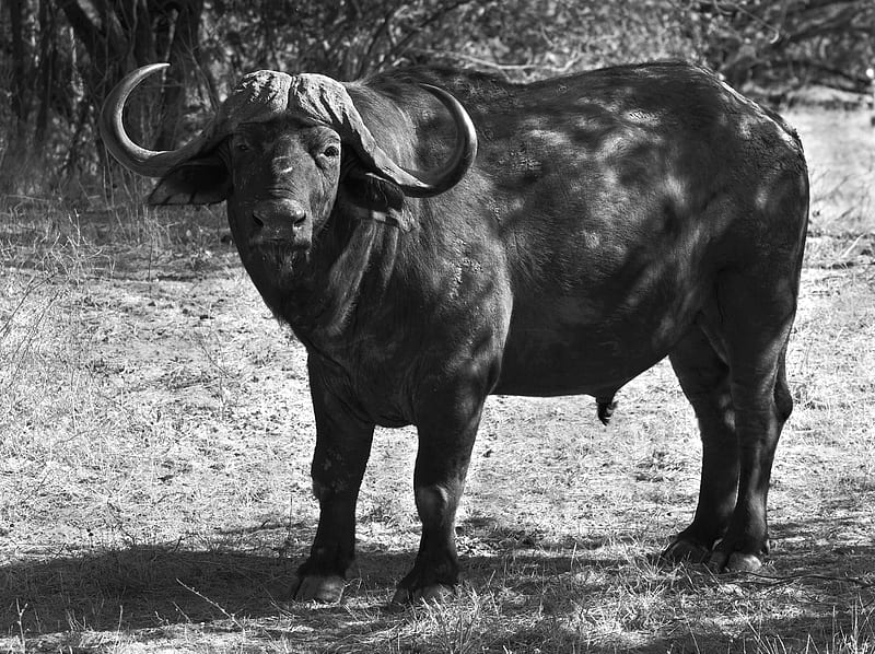 Animal, Buffalo, Black & White, Wildlife, Zimbabwe, HD wallpaper