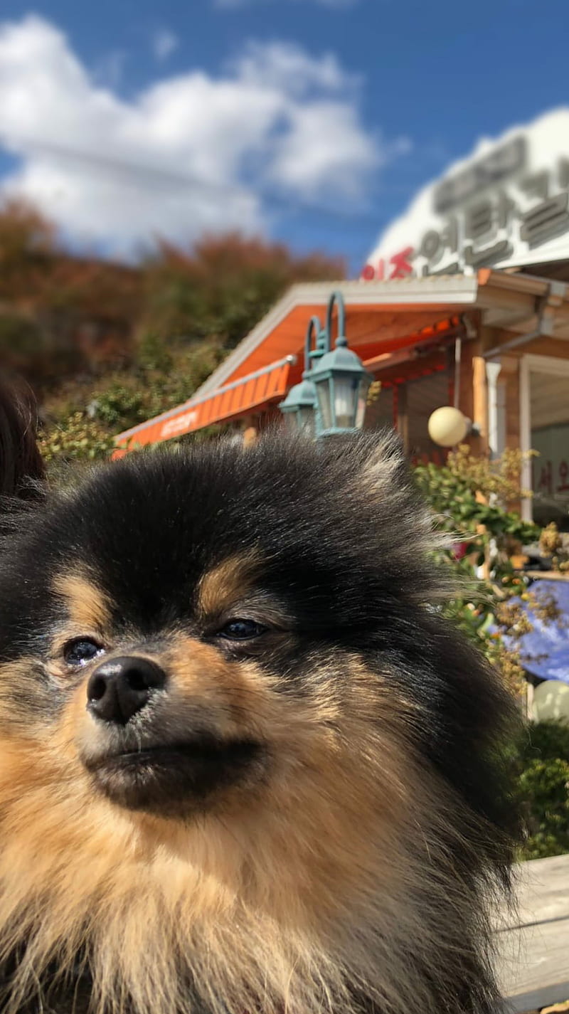 BTS YEONTAN, dog, puppies, tae, HD phone wallpaper