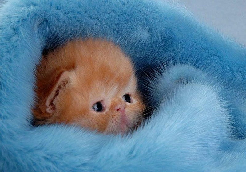 Kitten, cute, baby, pisici, cat, blue, fur, sweet, HD wallpaper | Peakpx