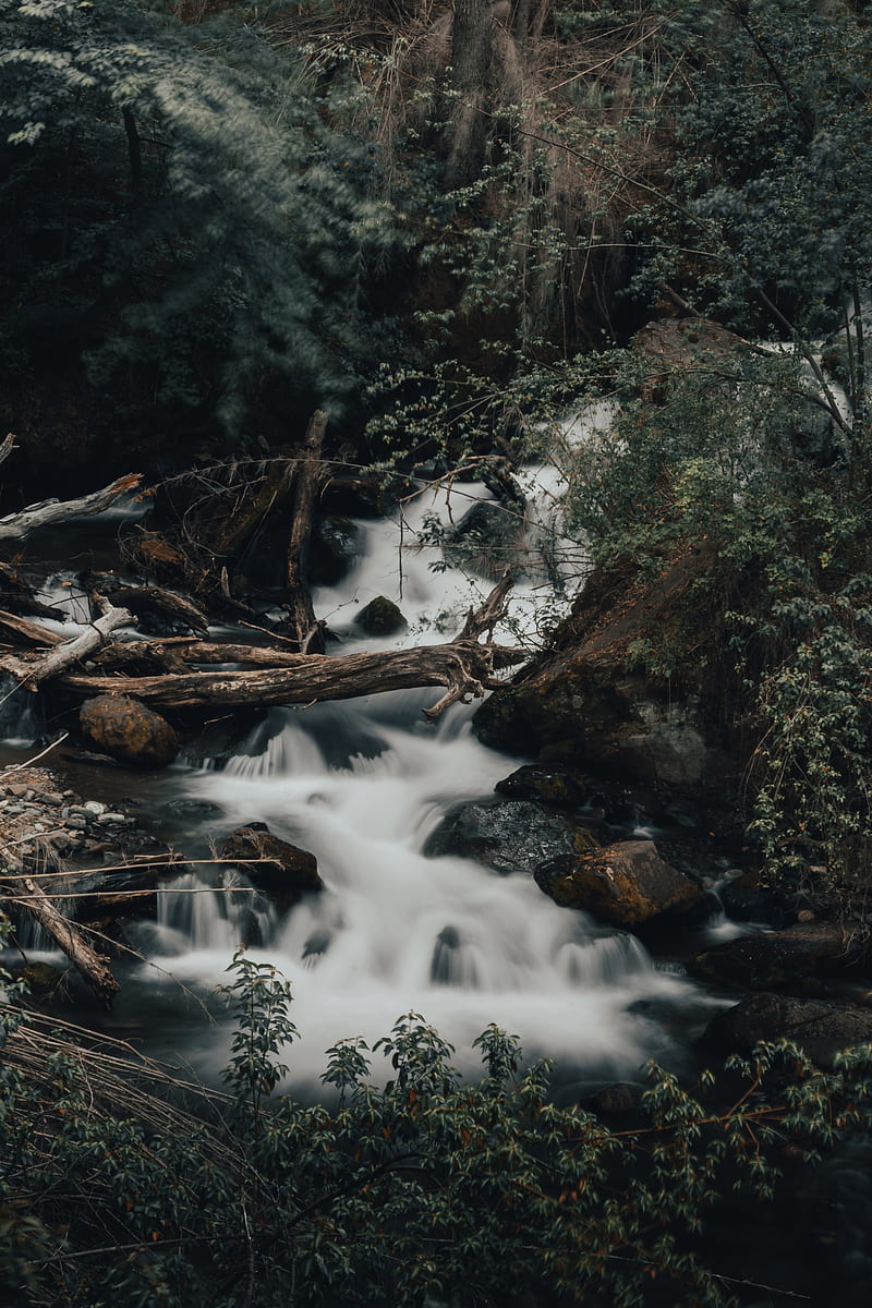 river, stream, stones, logs, bushes, wildlife, HD phone wallpaper
