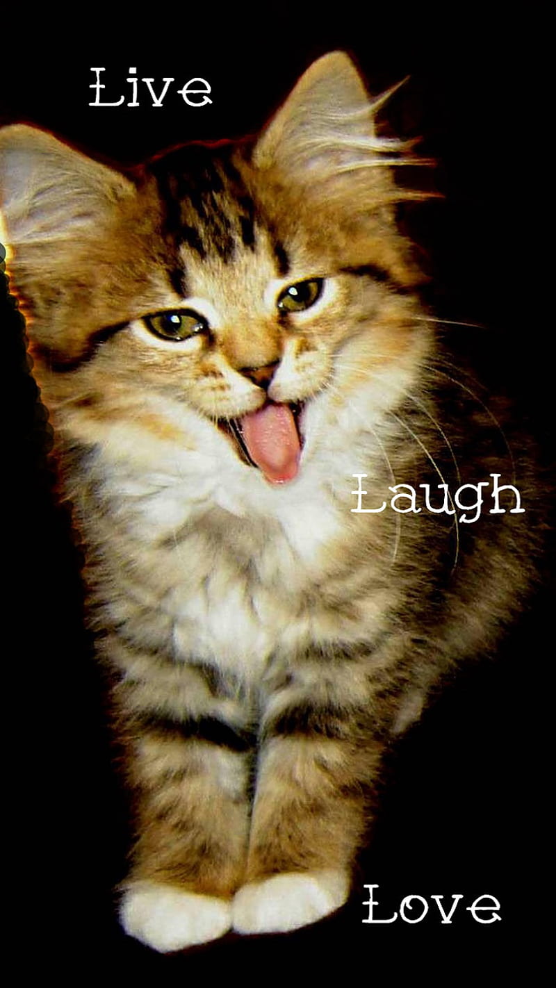 Cat Live Laugh Love, feline, funny, kitten, sayings, tabby, HD phone wallpaper