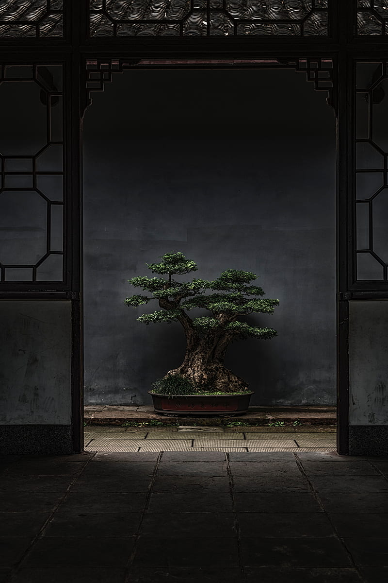 bonsai, tree, plant, decorative, door, HD phone wallpaper