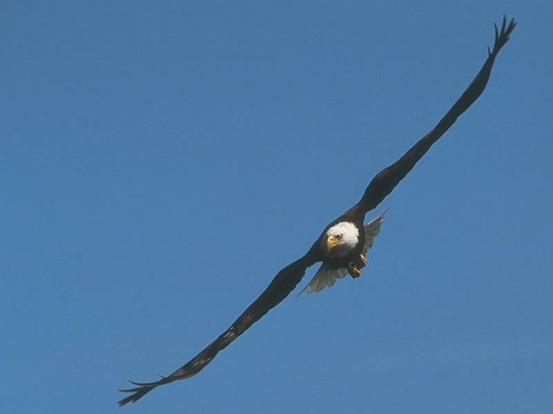 águila, águila, volando, Fondo de pantalla HD | Peakpx