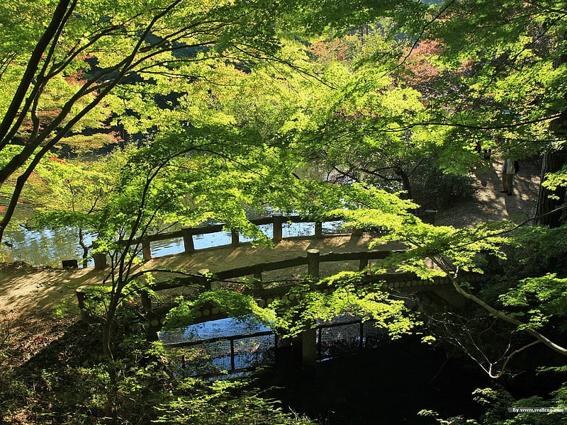 Park before the arrival of autumn- Japanese garden art landscape, HD wallpaper
