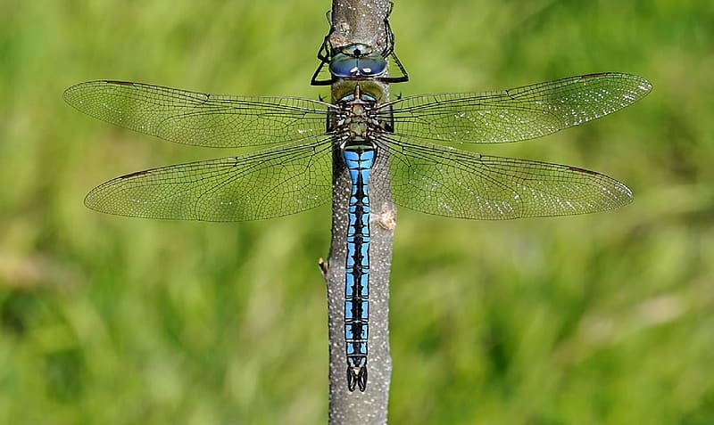 Anax imperator, Animals, Dragonfly, Insects, Entomology, HD wallpaper