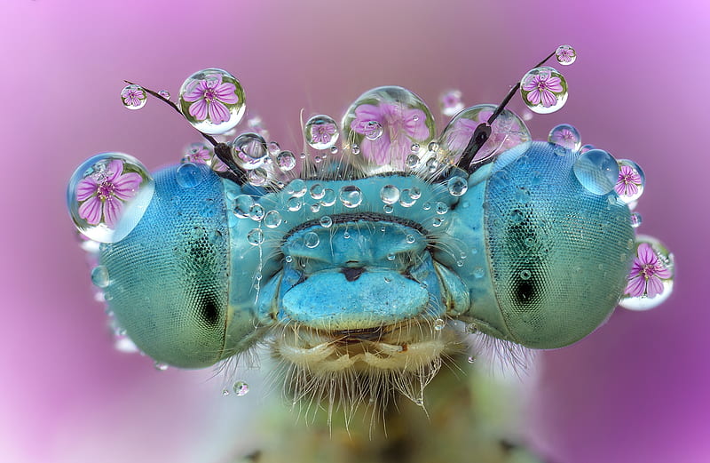 Dragonfly, roberto aldrovandi, water drops, macro, insect, eyes, pink, blue, HD wallpaper