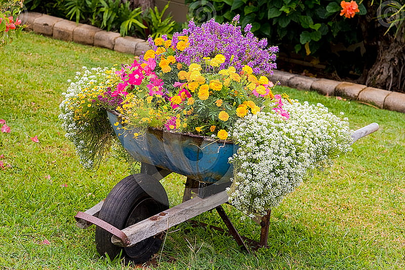 wheelbarrow flowers, colorful, flowers, nature, wheelbarrow, HD wallpaper