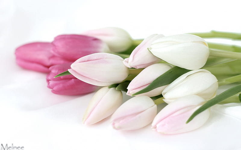 spring, tulips, spring flowers, pink tulips, bouquet of tulips, HD wallpaper