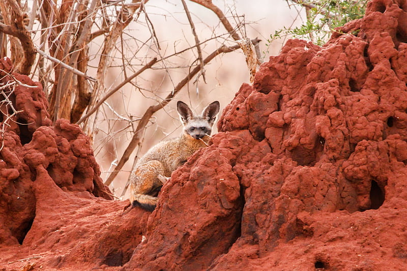 bat-eared fox, otocyon megalotis, kenya, africa, HD wallpaper