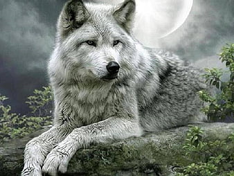 HD moonwolf wallpapers | Peakpx