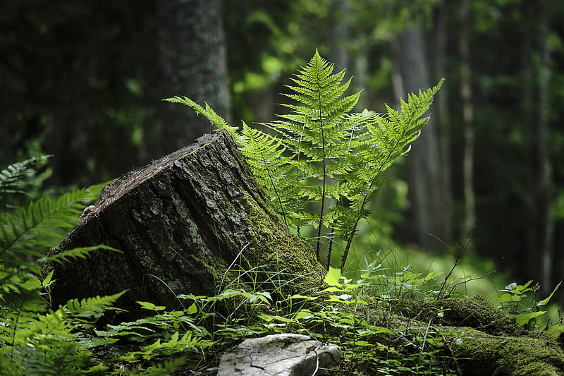 fern, moss, grass, forest, HD wallpaper