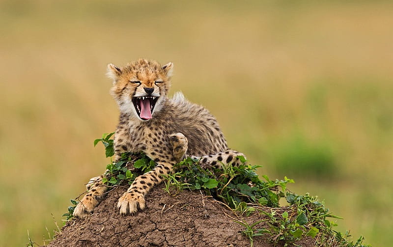 Laughing Cheetah, cute, cheetah, crazy, baby, HD wallpaper